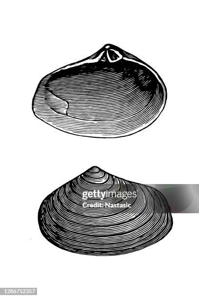 ervilia podolica ,sarmatian conchylia - tertiary period stock illustrations