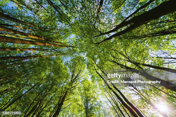 low angle view the beech forest in spring - treetop imagens e fotografias de stock