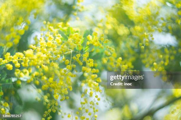 1 741点のミモザのストックフォト Getty Images 1 741点のミモザのストックフォト Getty Images