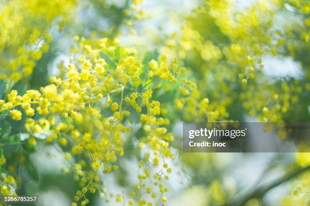 mimosa - mimosa bildbanksfoton och bilder