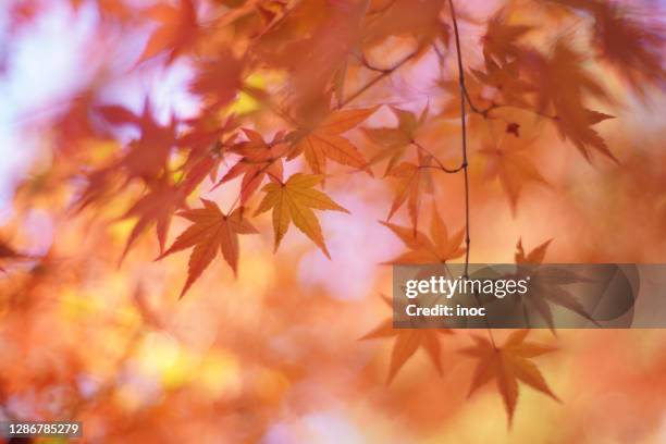 colored momiji (maple) - momiji tree stock pictures, royalty-free photos & images
