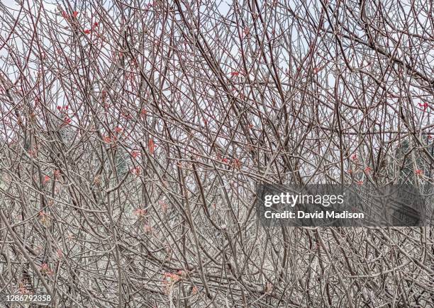 thicket of poison oak shrub branches without leaves - toxicodendron diversilobum stock pictures, royalty-free photos & images