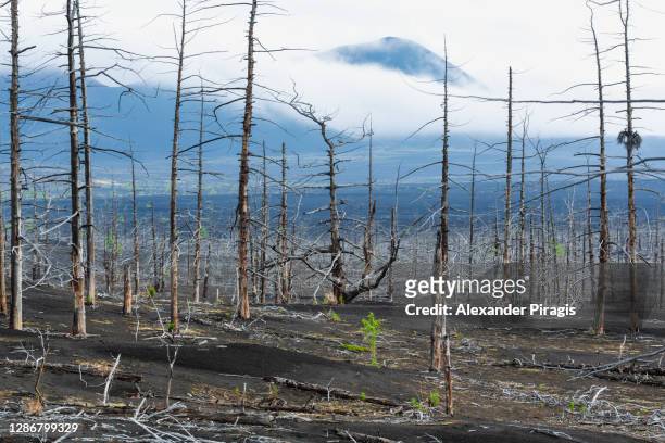 burnt larch trees on volcanic slag and ash in dead forest (dead wood) - consequence of natural disaster - catastrophic great tolbachik fissure eruption in 1975-1976. russian far east, kamchatka peninsula, klyuchevskaya group of volcanoes - cinder cone volcano stock pictures, royalty-free photos & images
