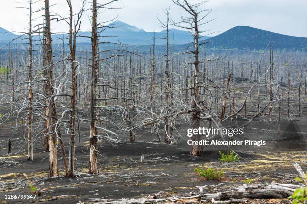 burnt larch trees on volcanic slag and ash in dead forest - consequence of natural disaster - catastrophic great tolbachik fissure eruption in 1975-1976. russian federation, kamchatka peninsula, klyuchevskaya group of volcanoes - cinder cone volcano stock pictures, royalty-free photos & images