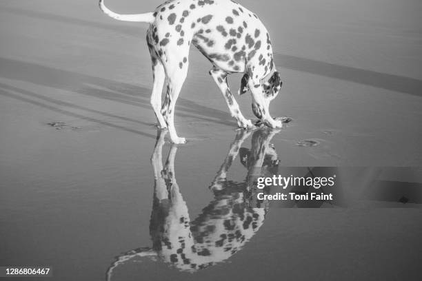 a dalmatian dog at the beach - dalmatiner stock-fotos und bilder