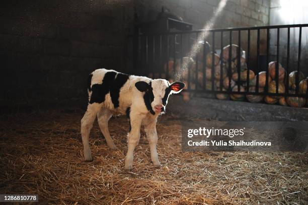 newborn calf in a barn - baby cow stock pictures, royalty-free photos & images