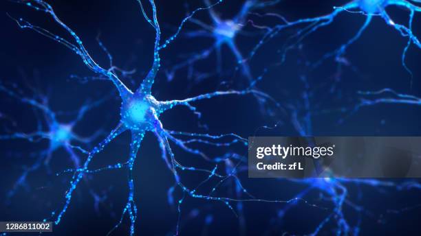 神經 - neuroscience stock pictures, royalty-free photos & images