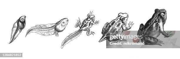 old engraved illustration of stage of development of the toad frog - lifecycle stock-fotos und bilder