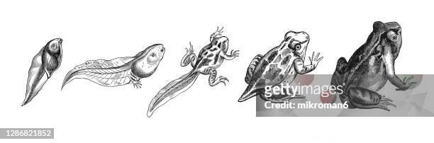 old engraved illustration of stage of development of the toad frog - tadpole stock pictures, royalty-free photos & images