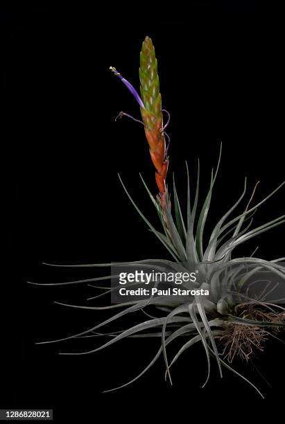 tillandsia fasciculata (giant airplant, cardinal airplant) - fasciculata stock pictures, royalty-free photos & images