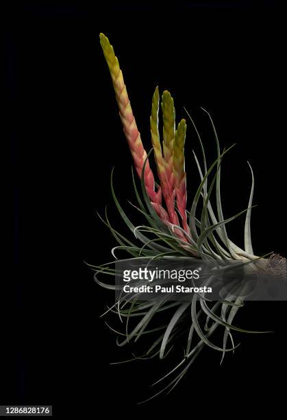 tillandsia fasciculata (giant airplant, cardinal airplant) - fasciculata stock pictures, royalty-free photos & images