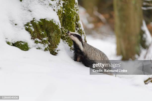 badger, meles meles, in winter - dachs stock-fotos und bilder