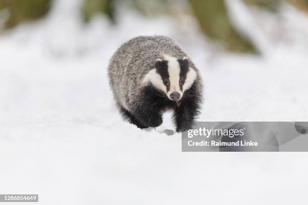 badger, meles meles, in winter - dachs stock-fotos und bilder