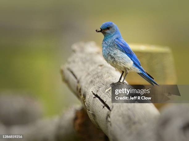 mountain bluebird on a fence post with a bug - berghüttensänger stock-fotos und bilder