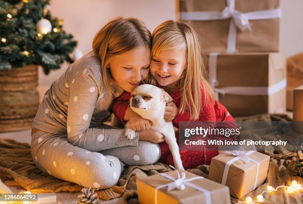 two little sisters playing with a cute dog at home on christmas - christmas dog fotografías e imágenes de stock