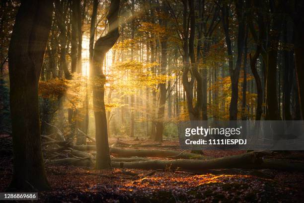 autumn sun shining through forest - woodland stock pictures, royalty-free photos & images