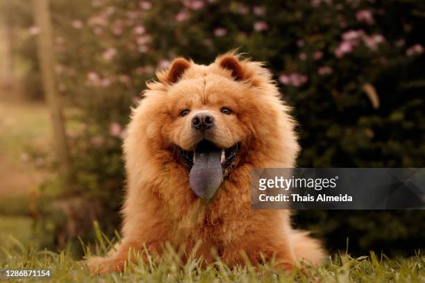 chow-chow portrait - puppy chow stock pictures, royalty-free photos & images