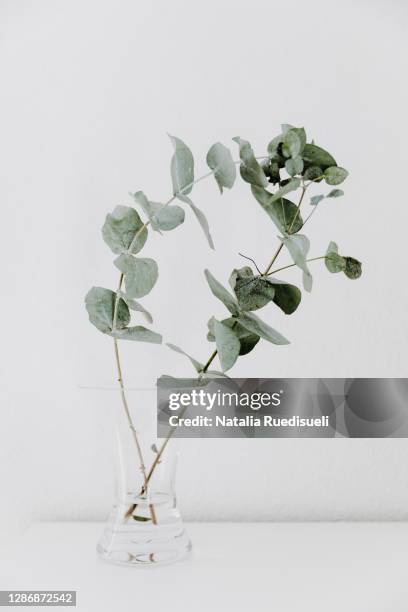 two eucalyptus branches in a glass vase on white background. - gum tree stock pictures, royalty-free photos & images