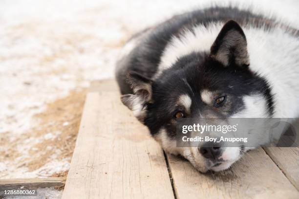 siberian husky lying on wooden floor and looking to camera. - siberia stock pictures, royalty-free photos & images