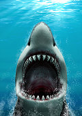 Great White Shark attacking with its mouth open and large teeth