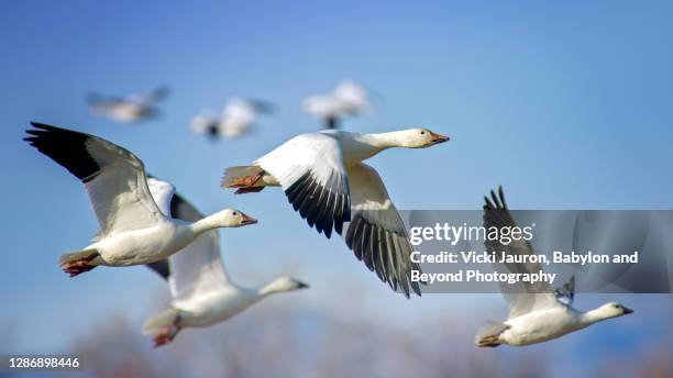 beautiful blue sky and snow geese in flight at bosque del apache - goose fotografías e imágenes de stock