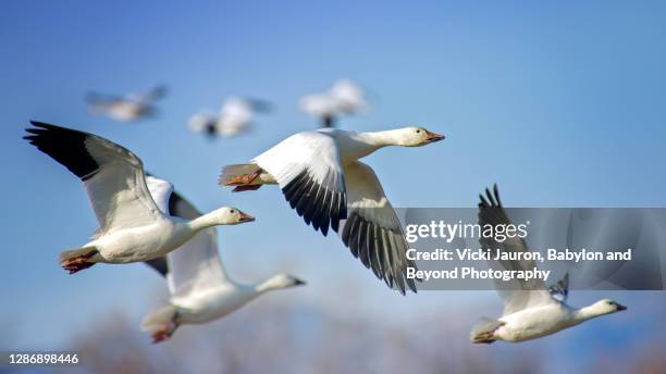 Je demande.... et j'obtiens ! - Page 23 Beautiful-blue-sky-and-snow-geese-in-flight-at-bosque-del-apache
