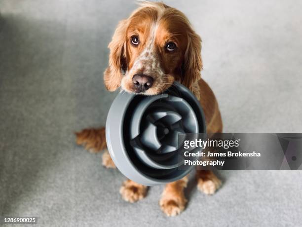 dog with bowl - cocker spaniel stock pictures, royalty-free photos & images
