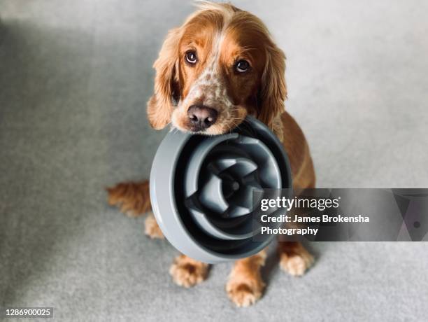 dog with bowl - dog food bildbanksfoton och bilder