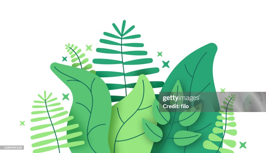 Jungle Foliage Plants