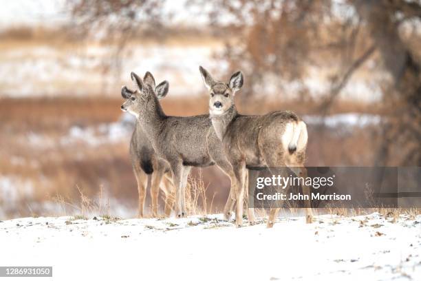 hirsch-doe-gruppe in friedlicher ruhezone im schnee alarmiert - grautier pferdeartige stock-fotos und bilder