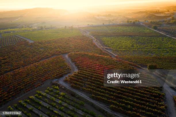 idyllic shot of vineyard during sunset - スペイン ラリオハ州 ストックフォトと画像