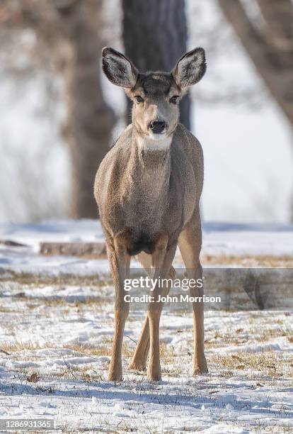 hertenstapel gealarmeerd in vreedzaam rustgebied - a female deer stockfoto's en -beelden