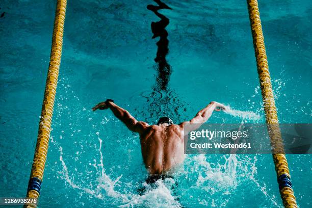 male swimmer swimming with butterfly stroke in swimming pool - butterfly stroke stock-fotos und bilder