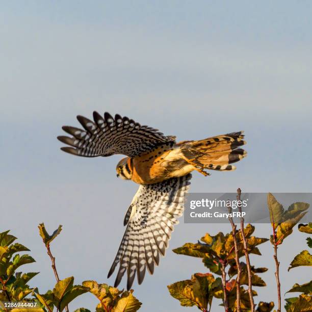 amerikanischer turmfalke falcon flying treetop oregon pacific northwest - blue november stock-fotos und bilder