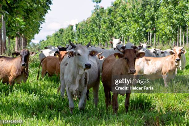 cattle under shade (nelore) - manada - fotografias e filmes do acervo