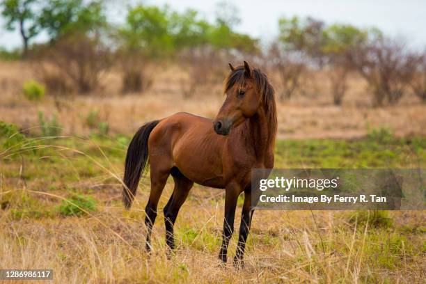 the sumbanese sandalwood horse - sandalwood nature stock pictures, royalty-free photos & images