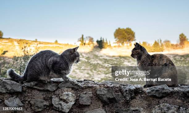 two stray cats sitting on the wall of a wall on the street. - cats fighting stock pictures, royalty-free photos & images