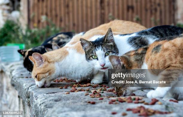 group of stray cats eating feed on the street. - stray animal stock pictures, royalty-free photos & images