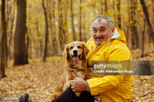 een hogere volwassen mens met gouden retriverhond die in een de herfstaard loopt - middle age man with dog stockfoto's en -beelden