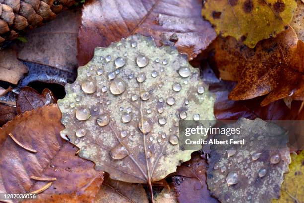 tautropfen auf herbstlaub - herbstlaub stock pictures, royalty-free photos & images