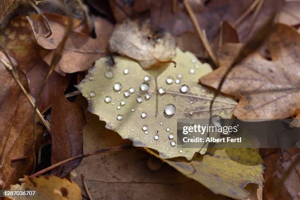 tautropfen auf herbstlaub - herbstlaub stock pictures, royalty-free photos & images