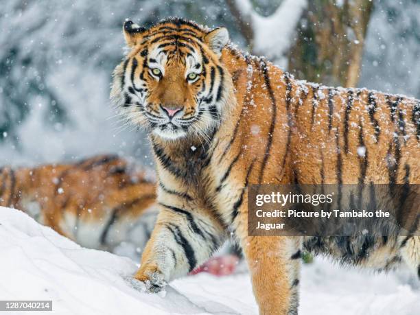 young tiger in the snow, looking at me - tigre siberiana foto e immagini stock