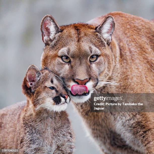 puma mother with cub - cub stock pictures, royalty-free photos & images