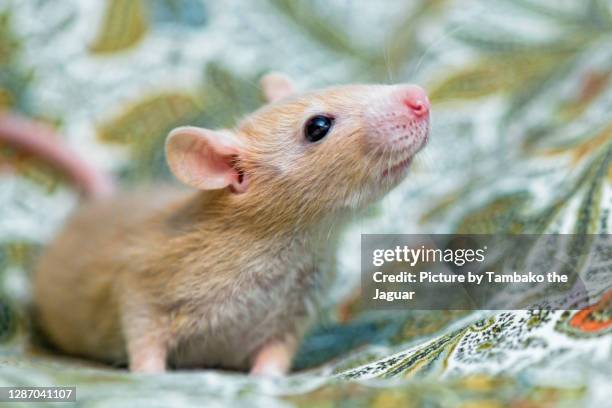 Litile Rats A Little Rat Photos and Premium High Res Pictures - Getty Images