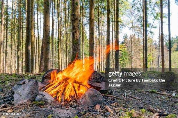 fire in the forest - fireplace forest stock pictures, royalty-free photos & images