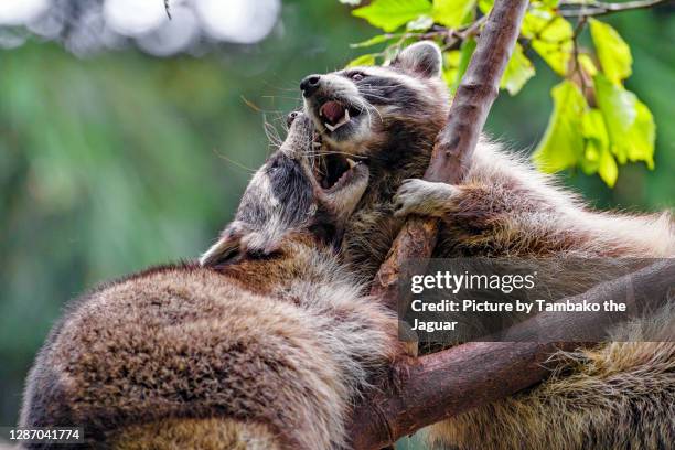 raccoon's argument - raccoon attack stock pictures, royalty-free photos & images