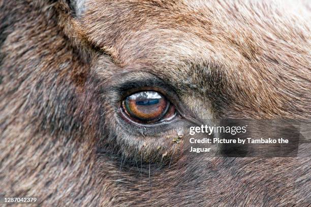 the eye of an elk - moose face stock pictures, royalty-free photos & images