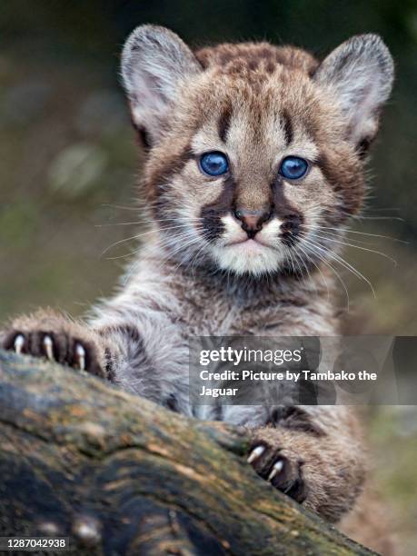 puma cub posing cutely - cubs fotografías e imágenes de stock