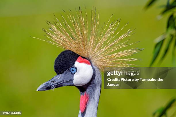 grey crowned crane - gru coronata grigia foto e immagini stock