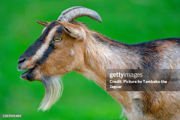 profile portrait of a nice goat - goat stock-fotos und bilder